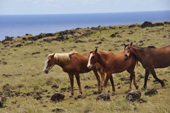Ao longo de toda a trilha que contorna o Maunga Terevaka, são comuns os encontros com cavalos selvagens (Ilha de Páscoa, no sul do Oceano Pacífico)